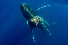 上側のクジラが自分の性器を下側のクジラに押し当てている