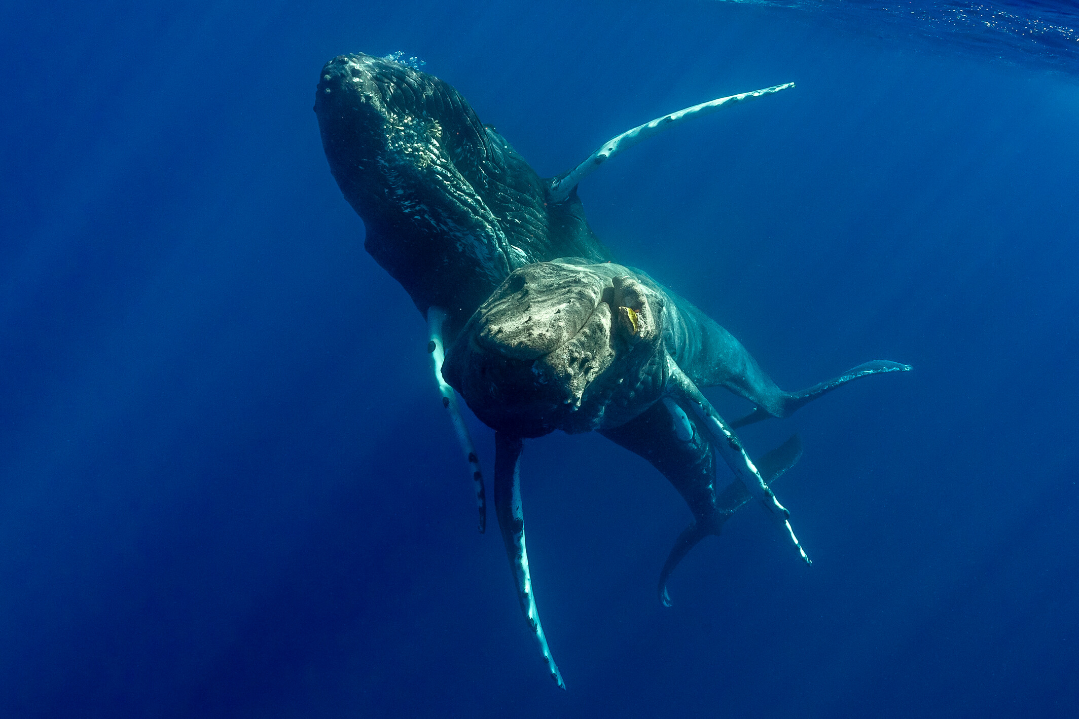 上側のクジラが自分の性器を下側のクジラに押し当てている