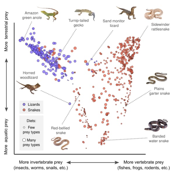 ヘビとトカゲの餌の種類をまとめた図。ヘビの方が圧倒的に餌のバリエーションが豊富