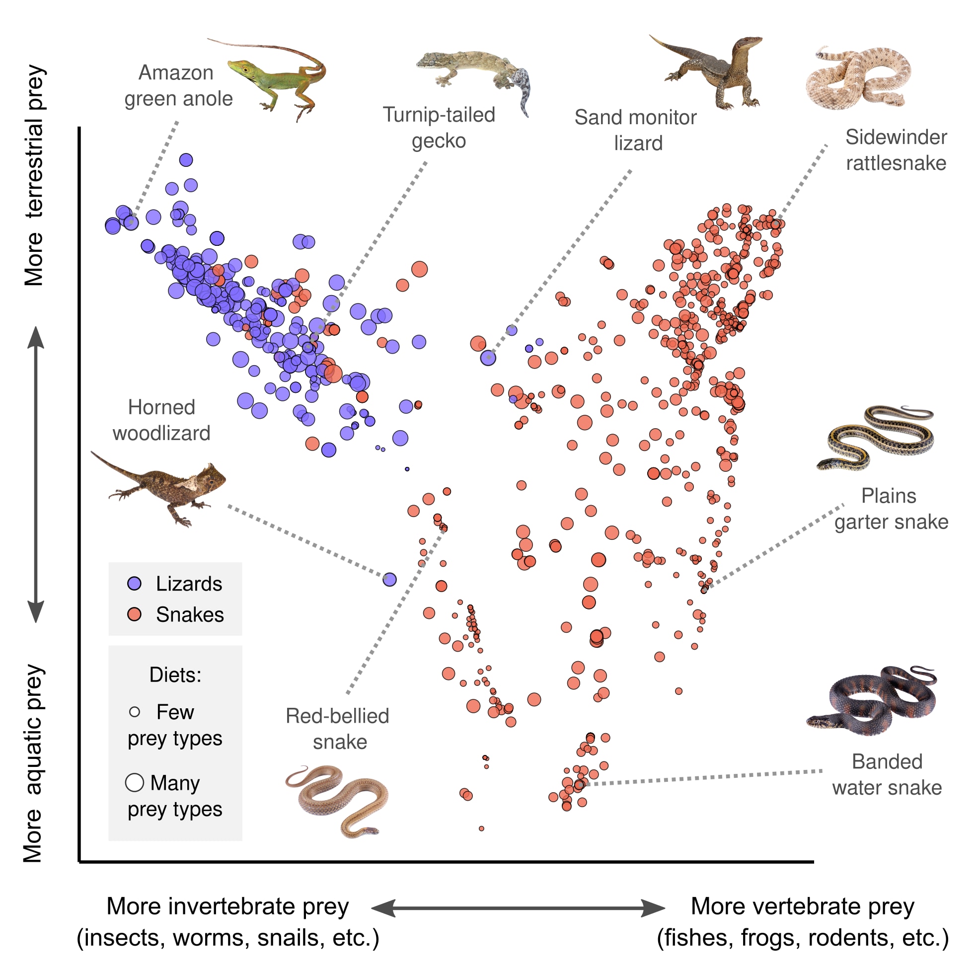 ヘビとトカゲの餌の種類をまとめた図。ヘビの方が圧倒的に餌のバリエーションが豊富