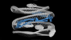 キタネコメヘビ（学名：Leptodeira septentrionalis）のCTスキャン（青色はカエルの骨）