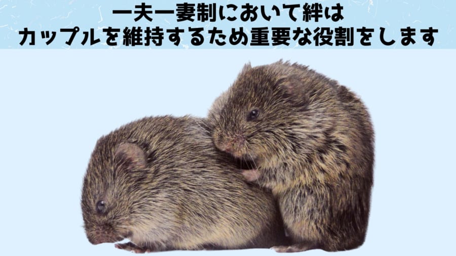 心を結びつける絆は、動物たちの生存競争においても有利になります。