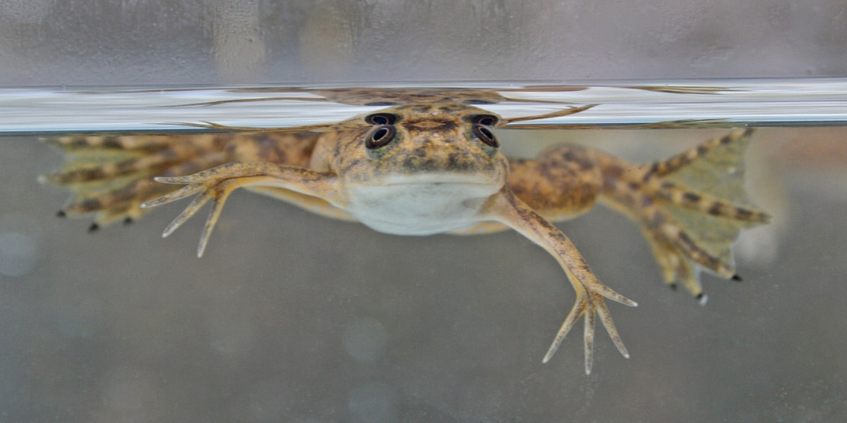 ツルツルなカエルの中に「ヒトの毛の遺伝子」が保存されていた！