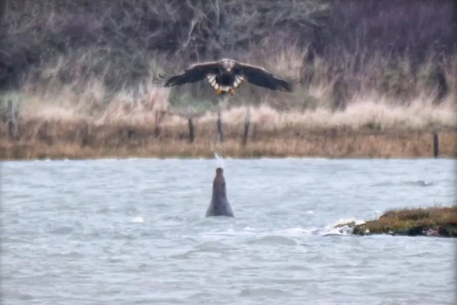 空の敵に”水鉄砲”で応戦！アザラシとワシの縄張り争いで初目撃！