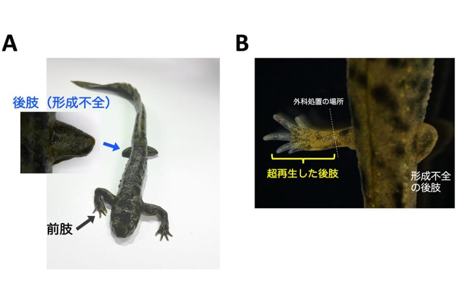 イモリの形成不全の足を切ったら、なぜか健康な足が生えてきた！「超再生現象」を発見