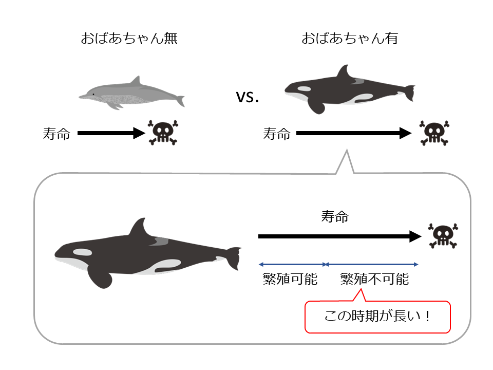 おばあちゃんのいる種は寿命が長い。特に、繁殖のできない期間のみが長い。