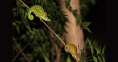毎年数カ月間「絶滅」する不思議な生物『ラボードカメレオン』の画像 1/1