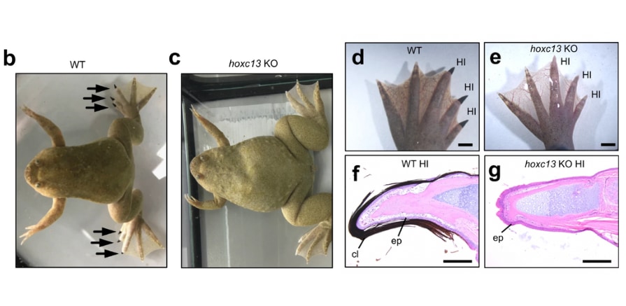 通常個体と比べて、Hoxc13をノックアウトした個体では黒い部分の爪がなくなっている