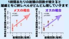 オスの射精のタイミングにあわせてメスにおいてもオーガズムが起きていると考えらえます。