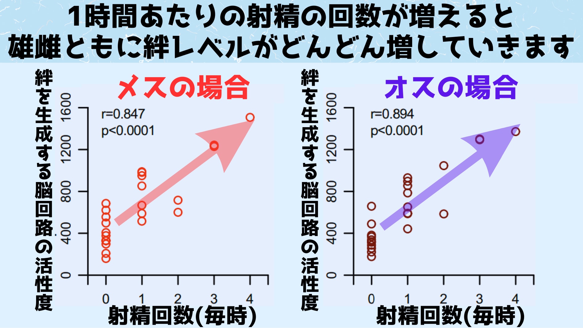 オスの射精のタイミングにあわせてメスにおいてもオーガズムが起きていると考えらえます。