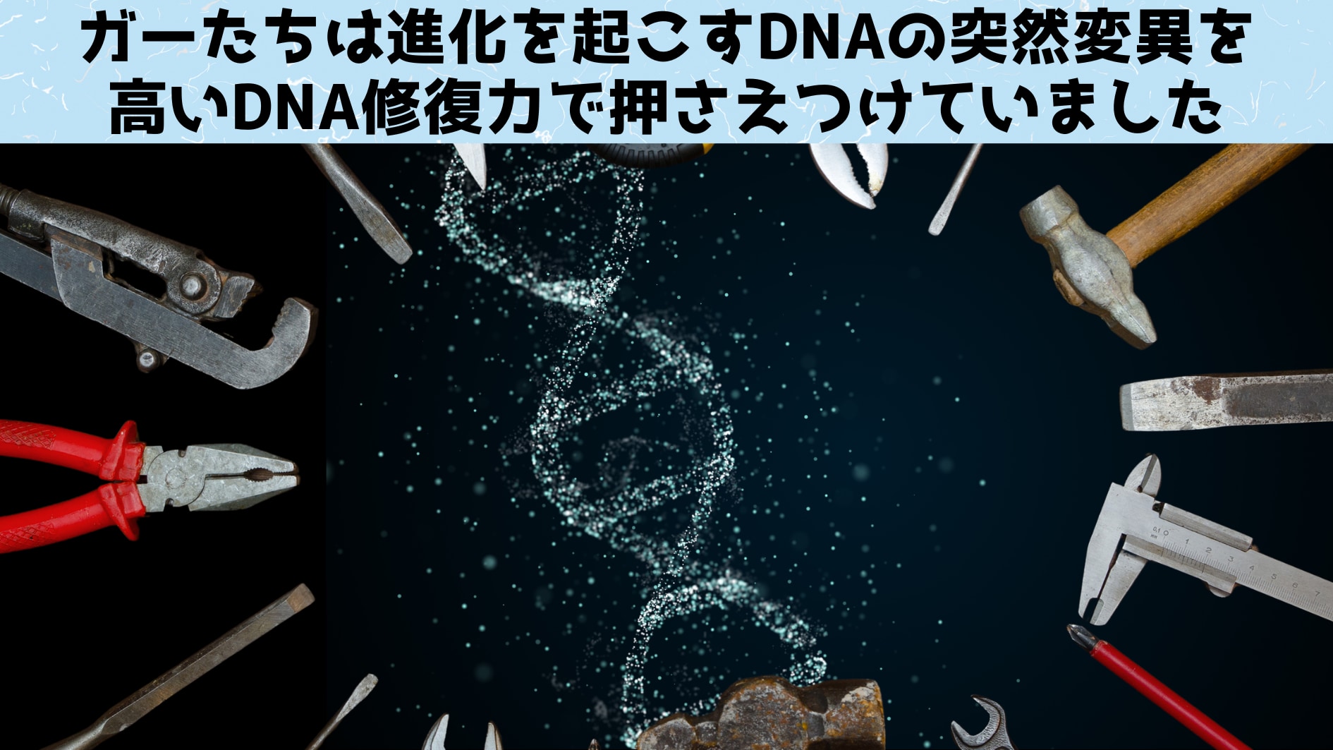 ガーたちは優れたDNA修復能力を持っている