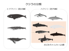 本研究の主役であるイルカ・クジラたちの分類。