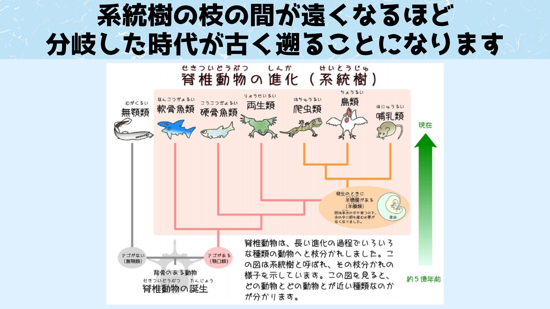 「分岐した時代の古さ」＝「枝の距離」となります