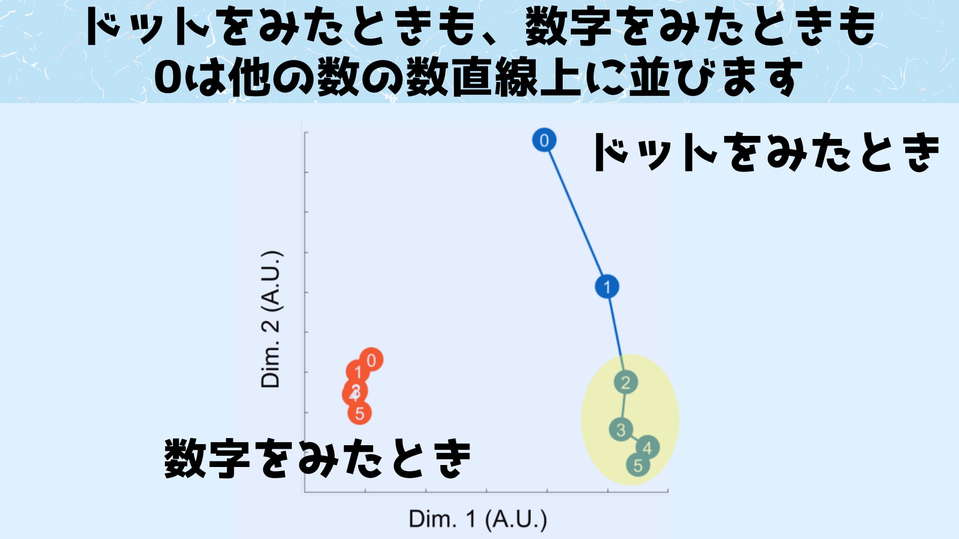 ドットと数字では両方とも脳の反応が数直線上に並んでいることがわかります。