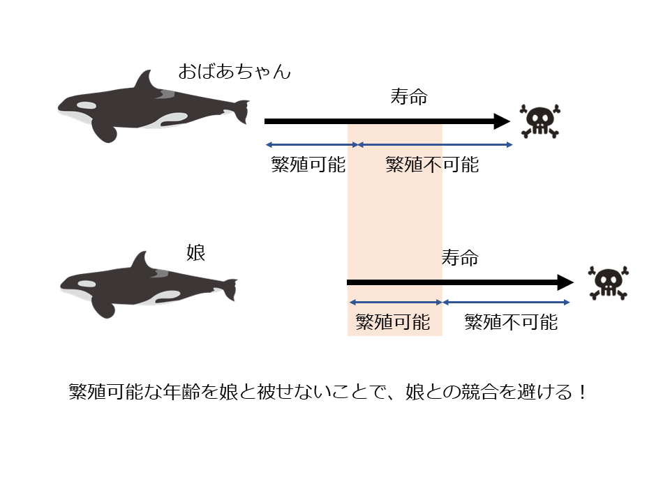 おばあちゃんが繁殖できる期間は、娘が繁殖できる期間と被らない