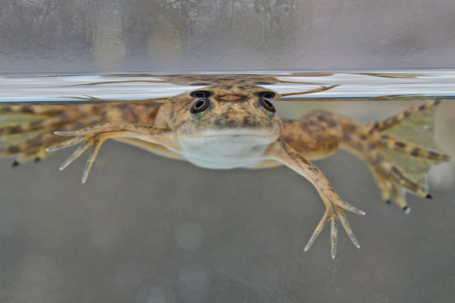 ツルツルなのにカエルの中には「毛の遺伝子」があった