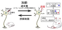 本研究から明らかになった「中年太り」の発症メカニズム