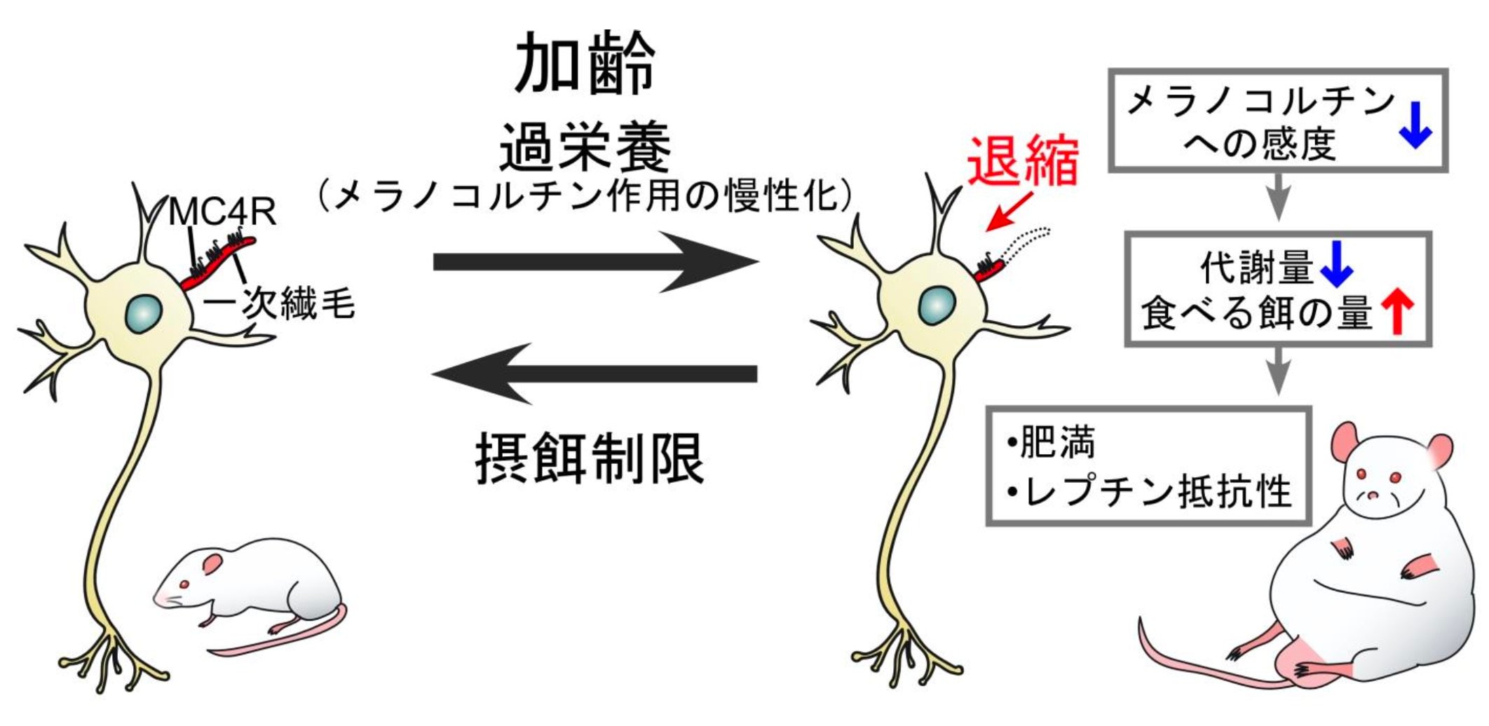 本研究から明らかになった「中年太り」の発症メカニズム