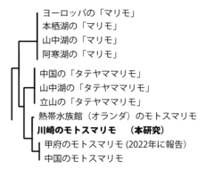 3種のマリモの遺伝的な系統関係