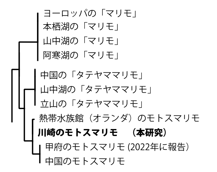 3種のマリモの遺伝的な系統関係