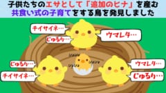 子供たちのエサとして「追加のヒナ」を産む鳥がいると判明！