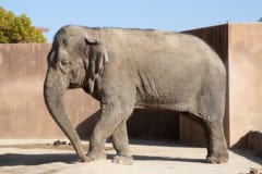 アジアゾウ、現在生息している象はアジアゾウとアフリカゾウの2種類であり江戸時代に日本に送られたのはアジアゾウである