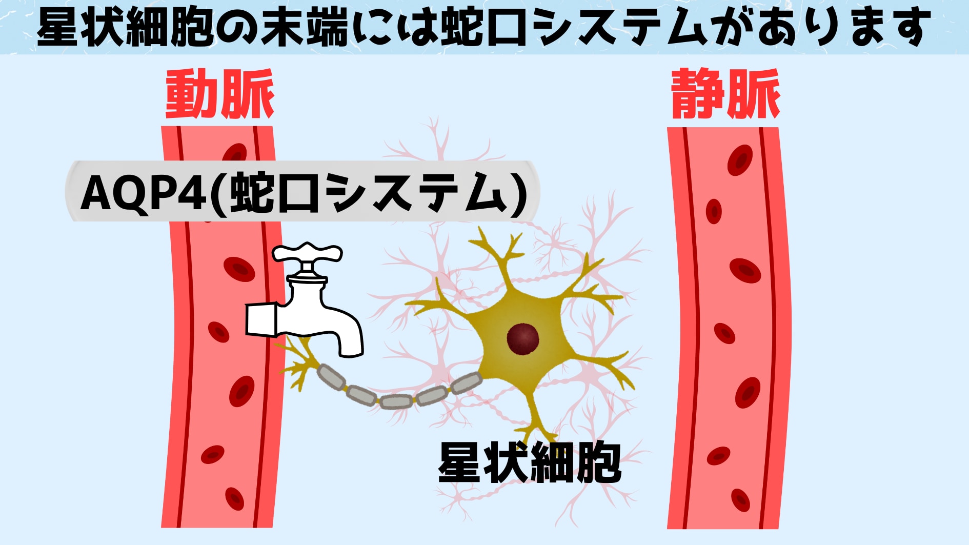 洗浄液は蛇口システムの活性化によって放出されます