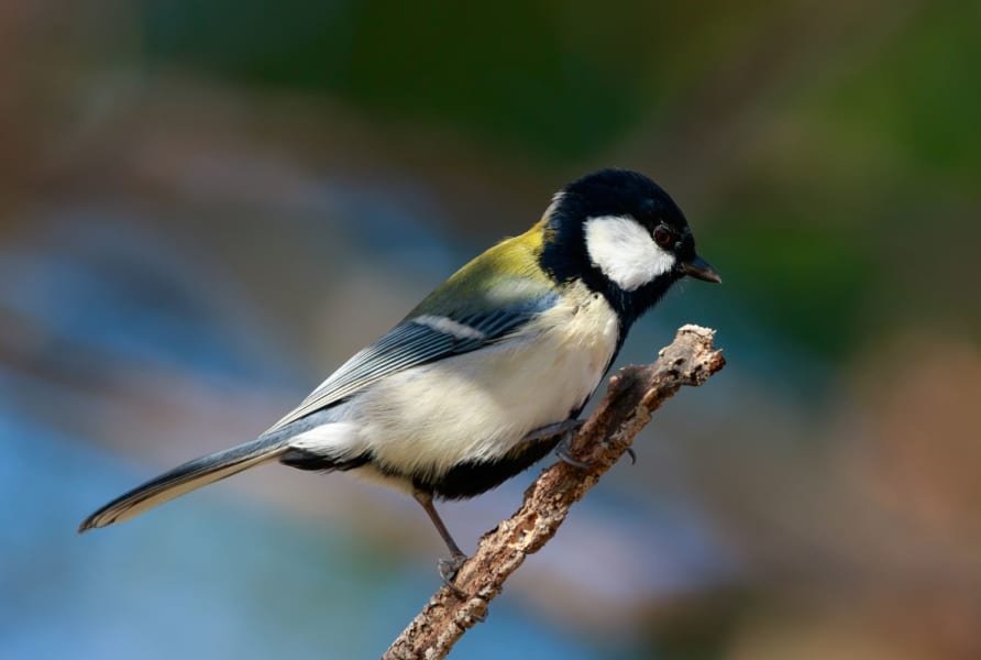 シジュウカラ（学名：Parus minor）