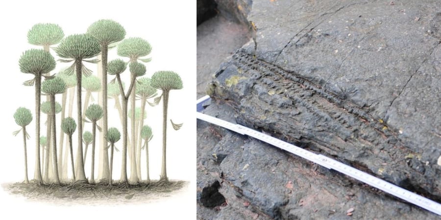 イングランドの海岸で世界最古「3億9千万年前の樹木」の化石が発見され