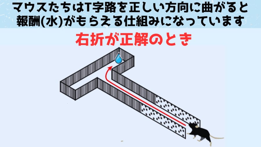 マウスたちには仮想現実の中で迷路を進んでもらいました