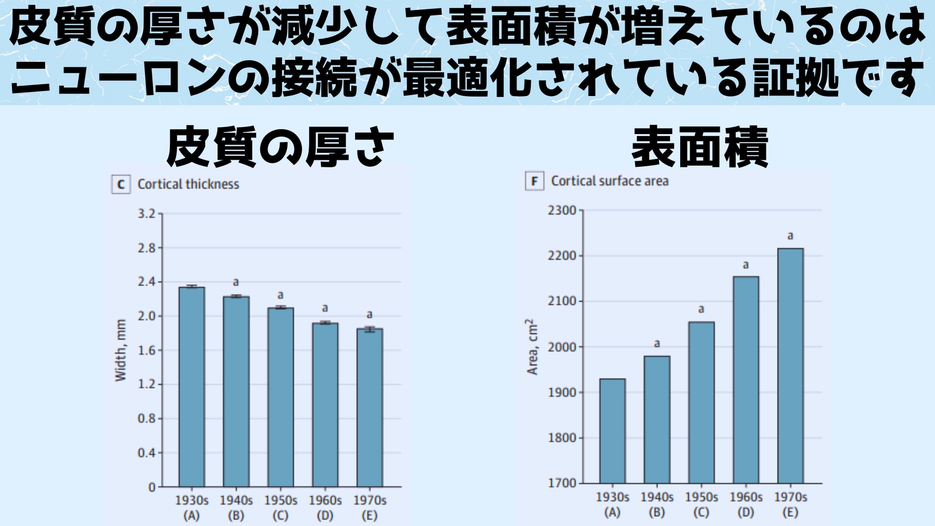 皮質が薄くなって表面積が大きくなっている