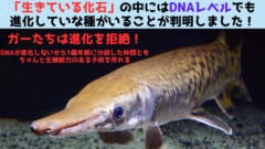 「生きている化石」はDNAレベルでも進化が停止しているのか？の画像 1/6