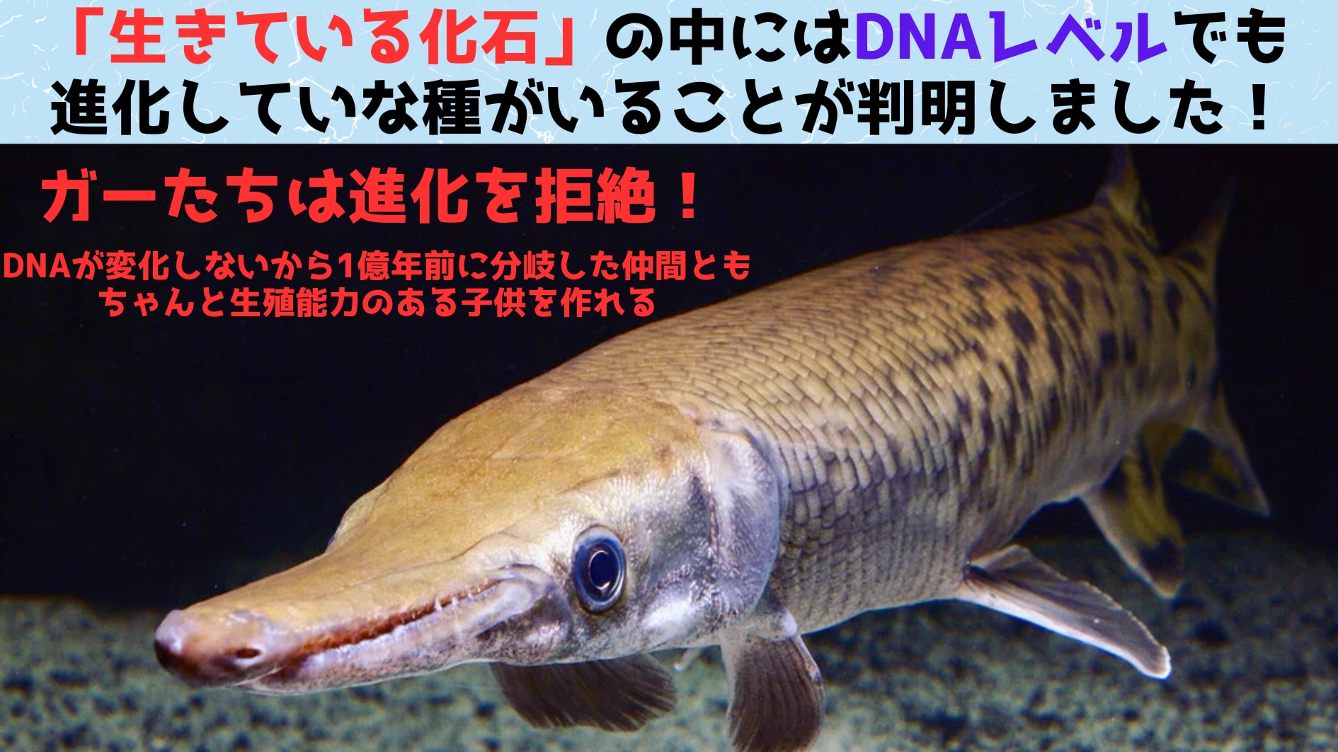 「生きている化石」はDNAレベルでも進化が停止しているのか？の画像 1/6