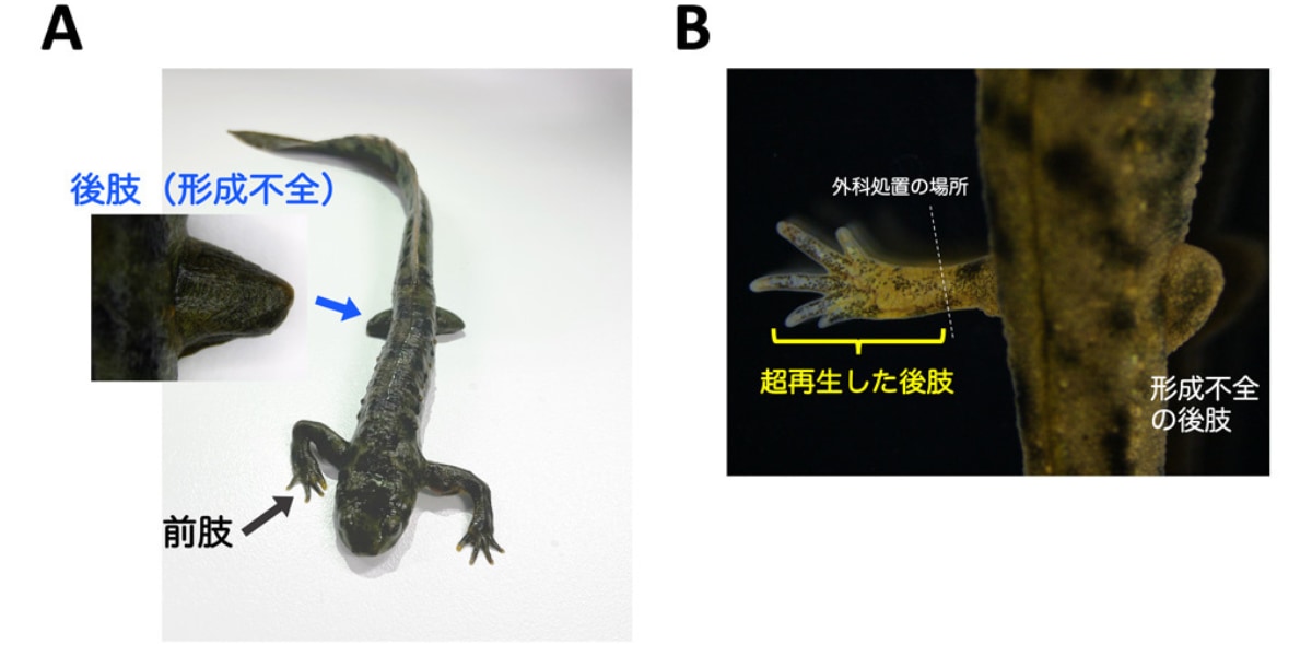 生まれつき異常な足を切っても健康な足が復活した！イモリの「超再生力」を新発見！