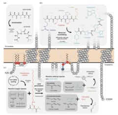 分子架橋と金属錯体の化学的プロセスが、未知の保存メカニズムを支えている可能性がある。 (a)ポリペプチド内およびポリペプチド間の正常な生理学的過程で形成される共有結合架橋は、タンパク質の構造と機能を決定する上で極めて重要である。(b）初期の架橋には、反応性の高いアミノ酸残基が優先的に関与する。 (c) 細胞内鉄酸化還元サイクルは、脂質過酸化を誘導する活性酸素種(ROS)を生成しその結果、分子架橋に利用可能となるRCSが生じる。