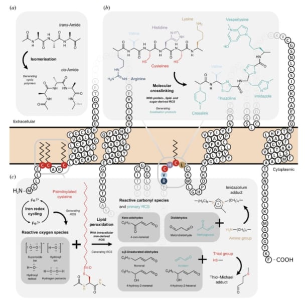 分子架橋と金属錯体の化学的プロセスが、未知の保存メカニズムを支えている可能性がある。 (a)ポリペプチド内およびポリペプチド間の正常な生理学的過程で形成される共有結合架橋は、タンパク質の構造と機能を決定する上で極めて重要である。(b）初期の架橋には、反応性の高いアミノ酸残基が優先的に関与する。 (c) 細胞内鉄酸化還元サイクルは、脂質過酸化を誘導する活性酸素種(ROS)を生成しその結果、分子架橋に利用可能となるRCSが生じる。