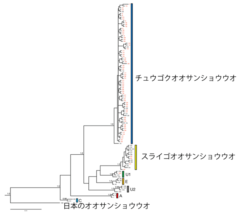 今回得られた系統樹。ミトコンドリアDNAの塩基配列情報で描かれたもの。赤字が今回分析されたサンプルで、日本国内で採集された個体。