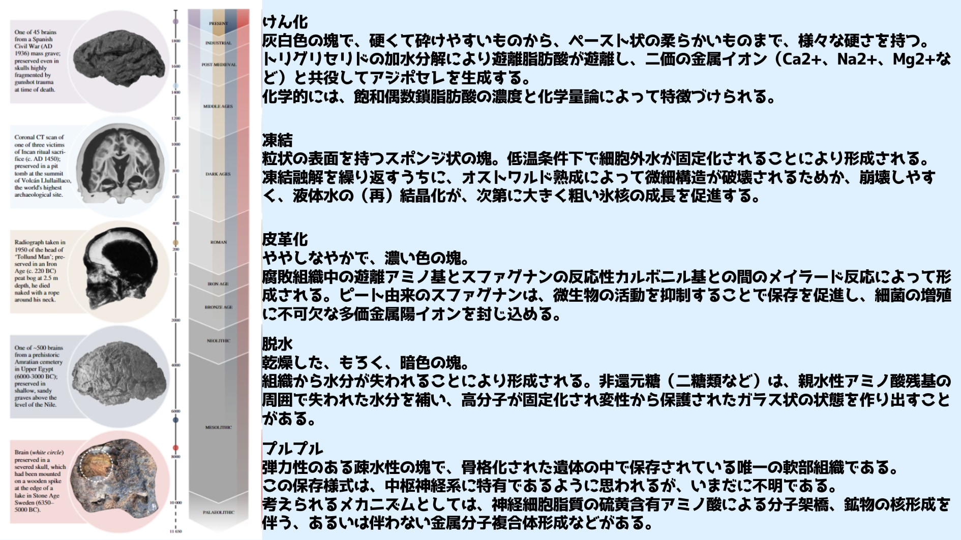 「けん化」は石鹸のようになる現象、「皮革化」は組織が革のように硬くなる現象