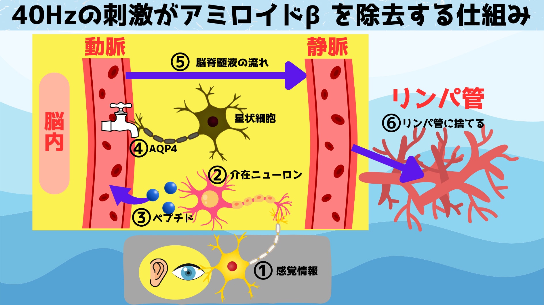 おおまかに６つの段階を経てアミロイドβは脳の外に排出されます。