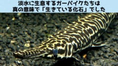 DNAレベルで「生きている化石」となる種を発見