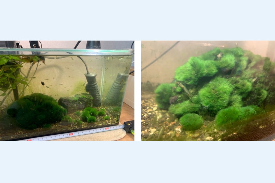 マリモです。 なぜそこに？国内で2例しか見つかっていないマリモの種を「民家