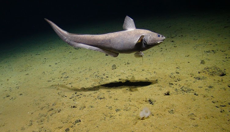 魚類の「ソコダラ」も発見された