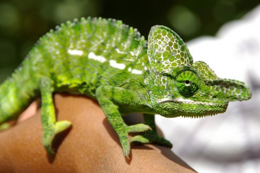 毎年数カ月間「絶滅」する不思議な生物『ラボードカメレオン』