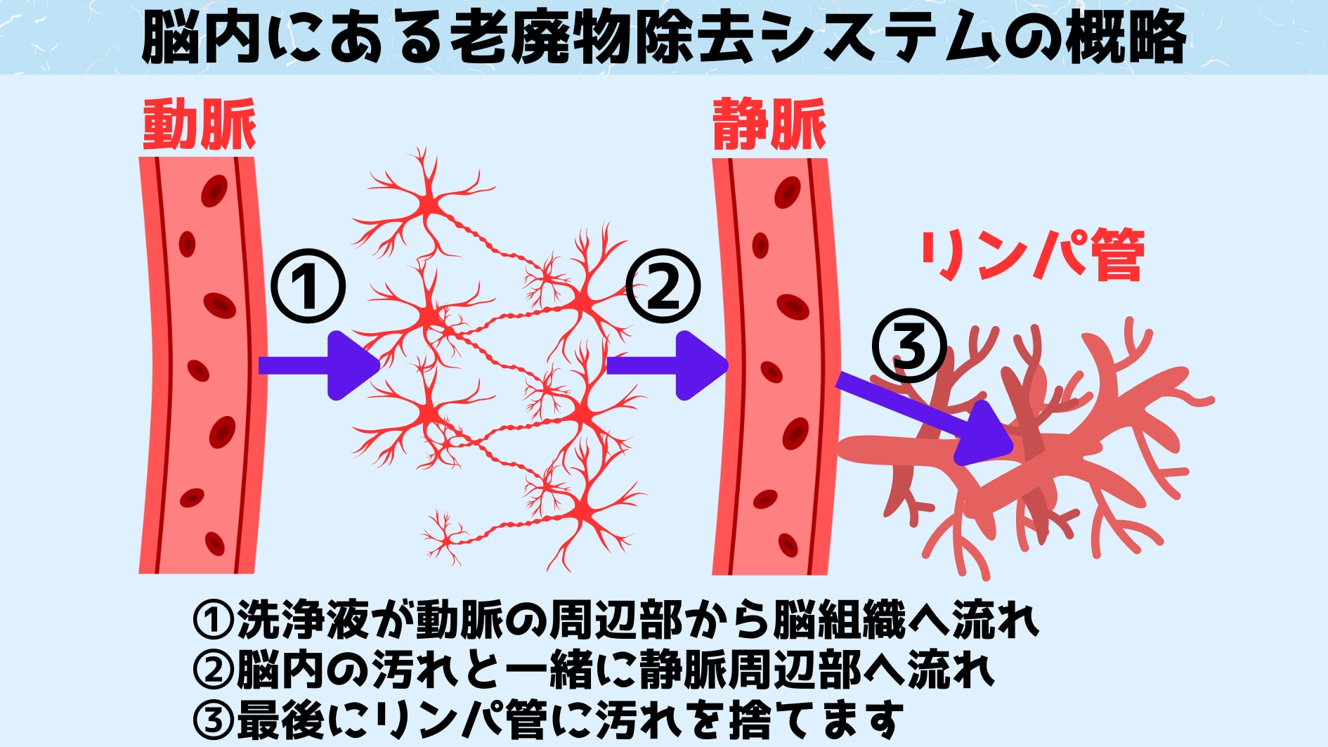 老廃物除去システムの大まかな流れ