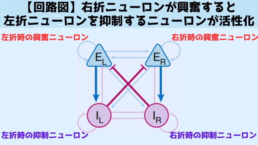 まず右折ニューロン（ER）が興奮すると抑制するニューロン（IR）が活性化され左折ニューロン（EL）が抑制されます