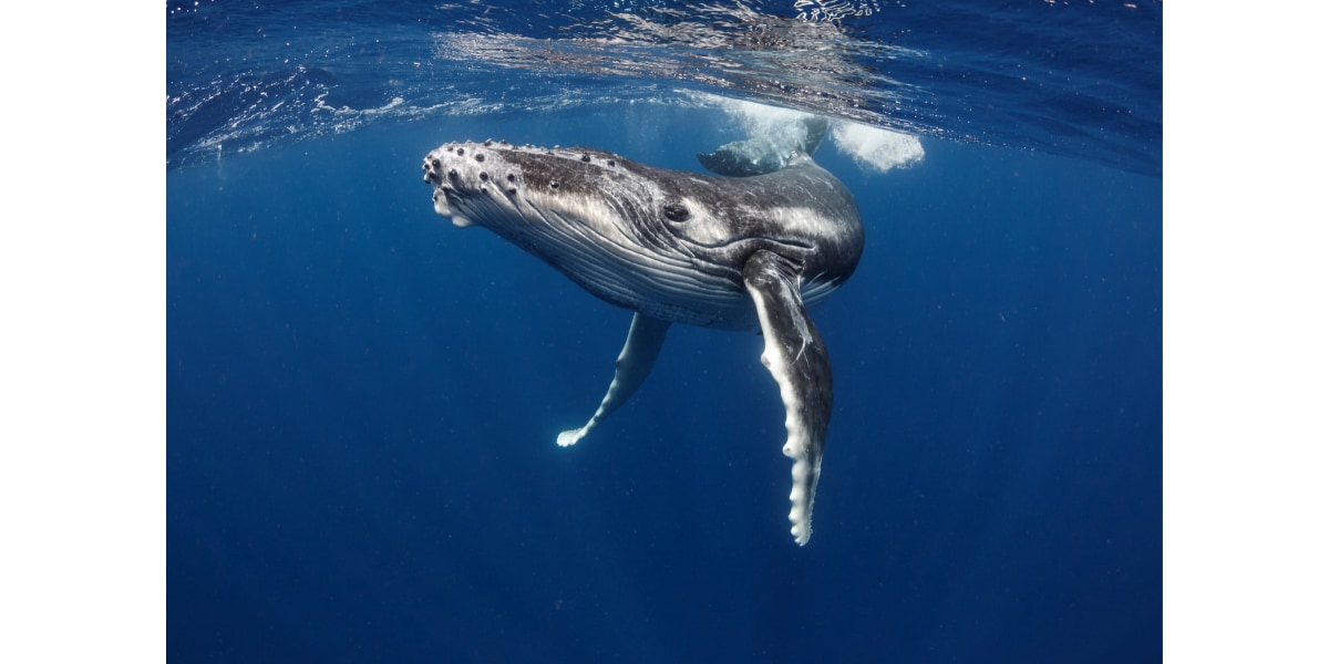 本研究の主役、「ザトウクジラ」。