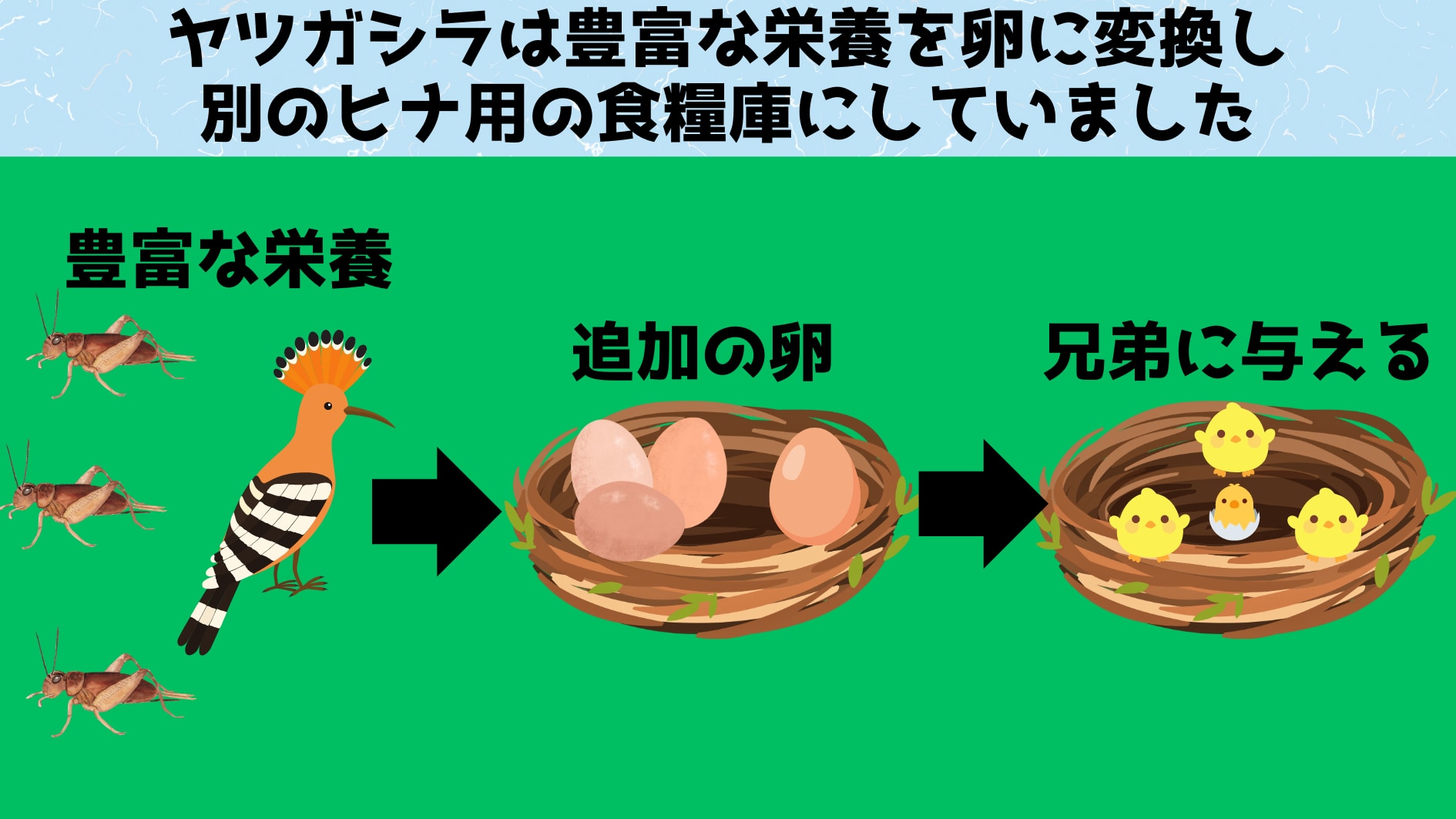 余分な卵はわざと孵化期の最後に産み、小さなヒナが生まれるようにしています