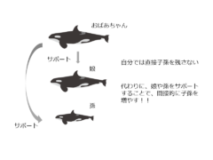 おばあちゃんは娘や孫をサポートする。