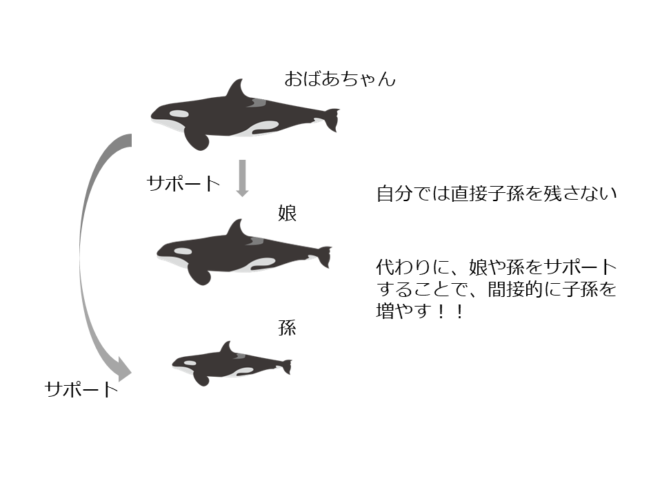 おばあちゃんは娘や孫をサポートする。