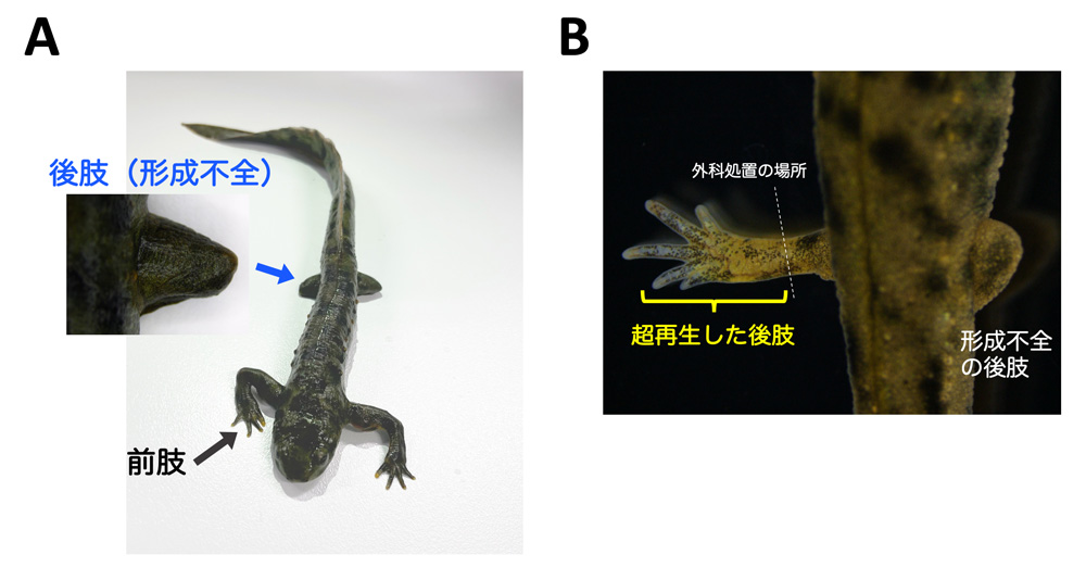 A：FGF10遺伝子を破壊したイモリ個体、B：超再生したイモリ個体